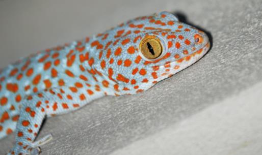 世界上最大的壁虎 大壁虎长达2.3米药用价值高