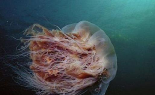 世界上最长的水母 触须可伸长至四十多米