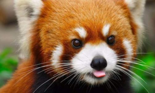 世界上最爱干净的动物 浣熊进食前总要将食物清洗一遍