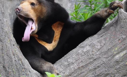 世界上体型最小的熊 马来熊体长110-150厘米 体重27-75千克