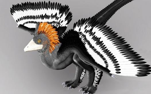 世界上最小的恐龙 小驰龙体长不到四十厘米