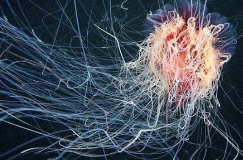 世界上最长的水母 触须可伸长至四十多米