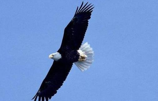 世界上寿命最长的鸟 可活70岁的老鹰只能排第二第一活到百岁