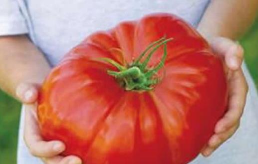 世界上最大的西红柿 美国男子培育出近4公斤重番茄