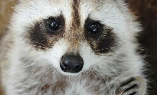 世界上最爱干净的动物 浣熊进食前总要将食物清洗一遍