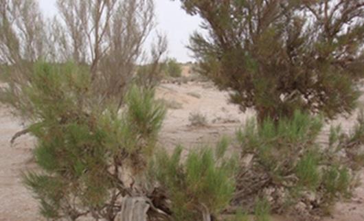 沙漠中最顽强的花 长眼睛会变色的沙漠豆花 形似外星物种