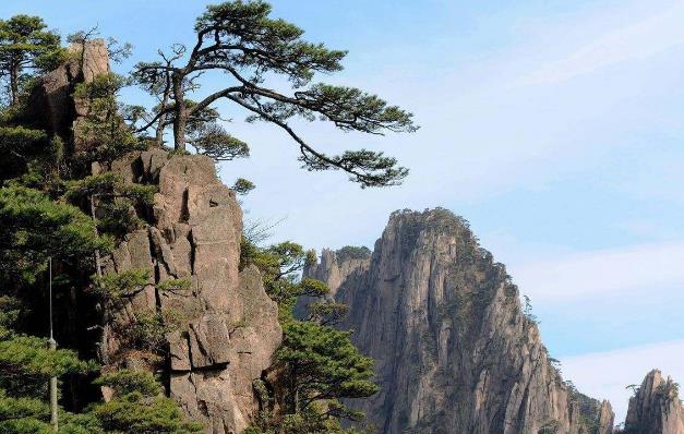 全球最“贵”的树 20多代警卫员全年贴身保护 游客怀疑是塑料