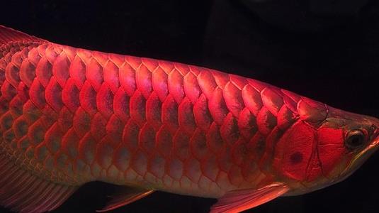 世界上最贵的观赏鱼 血红龙卖出500万元的高价