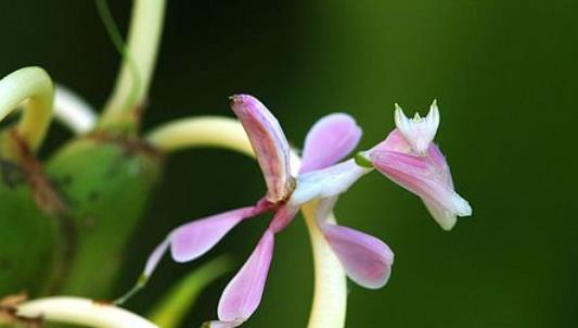 世界上最美的螳螂 兰花螳螂外形极像兰花 是伪装高手