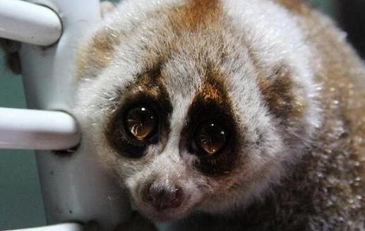 世界上唯一有毒的猴子 蜂猴的皮毛遍布毒素