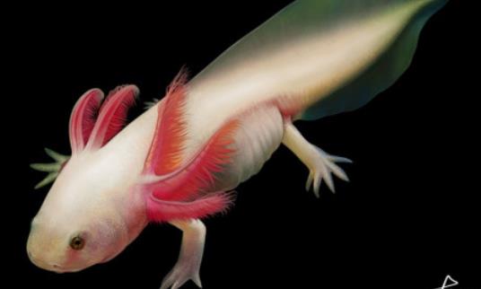 世界上最奇特的鱼 六角龙鱼长相呆萌用四条腿爬行