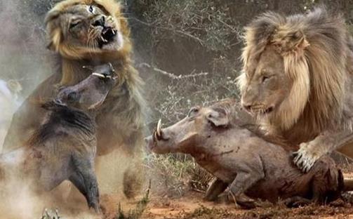 世界上最强悍的猪 巨林猪能直接撞死一头非洲野牛