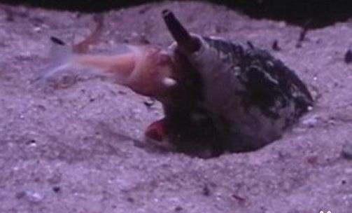 世界上最毒的海螺 鸡心螺的毒液能致10人死亡