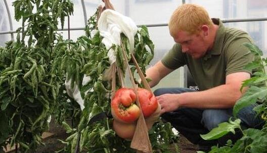 世界上最大的西红柿 重达8斤的超大番茄打破世界纪录