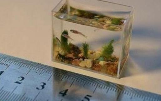 世界上最小的鱼 胖婴鱼体长7毫米 没有一个手指头宽