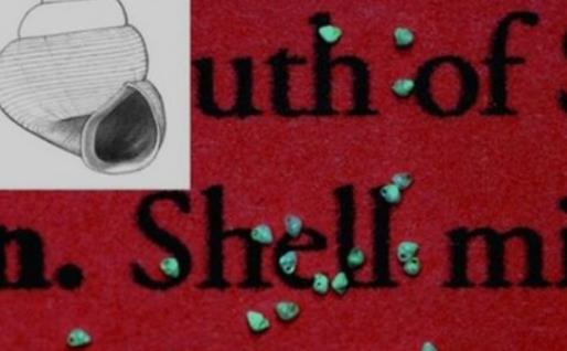 世界上最小的蜗牛 壳宽仅有半毫米 能轻易穿过针眼