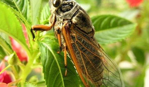 世界上最长寿的蝉 十七年蝉能在地下蛰伏十七年