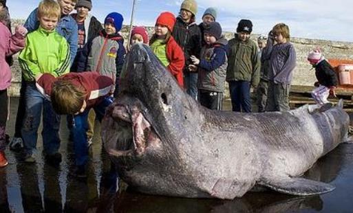 世界上最长寿的鲨鱼 格陵兰睡鲨寿命可达400岁