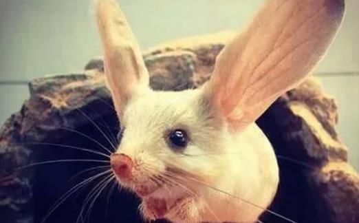 世界上耳朵最长的鼠 长耳跳鼠耳长接近一半身长