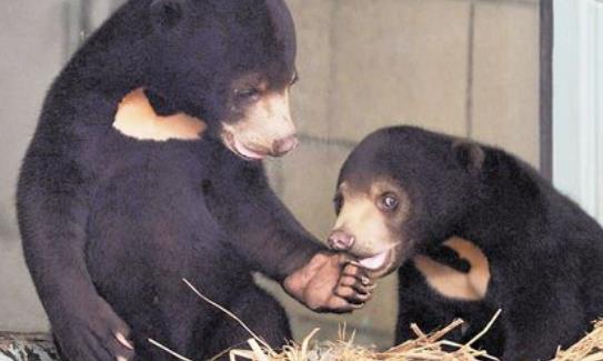 世界上体型最小的熊 马来熊体长110-150厘米 体重27-75千克