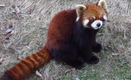 世界上最爱干净的动物 浣熊进食前总要将食物清洗一遍