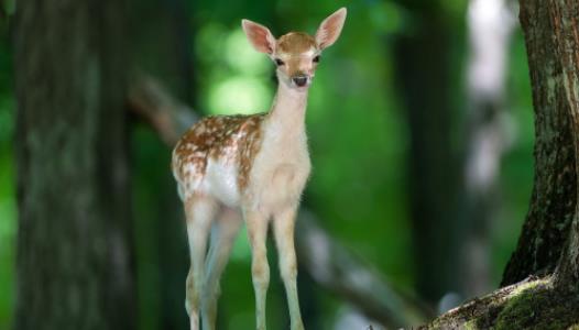 世界上最美的鹿 梅花鹿身上点缀着梅花状斑点 毛色会变化