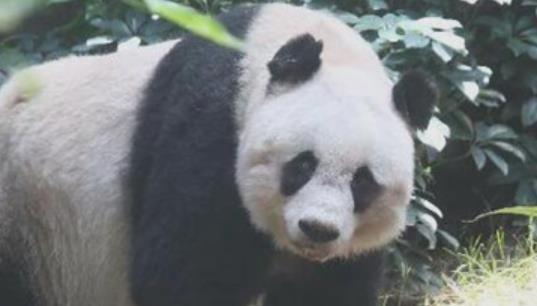 世界上最长寿的大熊猫 活了38岁相当于人类110岁