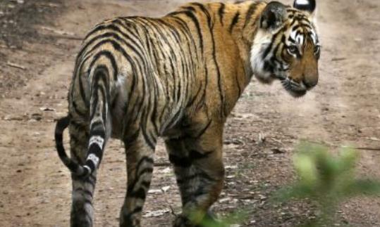 世界上最长寿的老虎 玛琪莉活了20岁 因与鳄鱼搏斗而出名