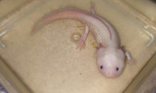 世界上最奇特的鱼 六角龙鱼长相呆萌用四条腿爬行