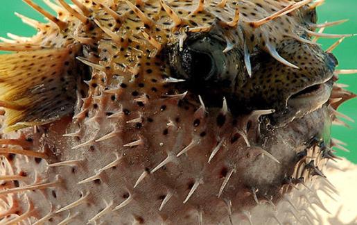 世界上最大的河豚 亚河豚体重达85-160公斤