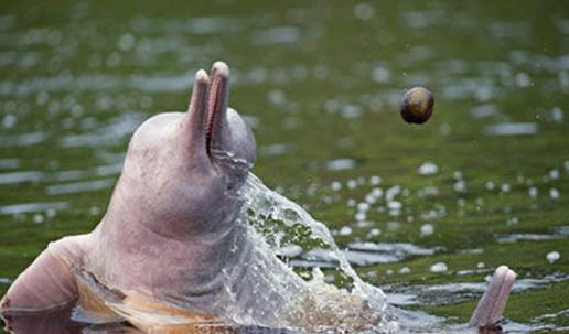 世界上最大的河豚 亚河豚体重达85-160公斤