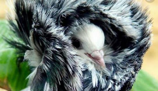 世界上最时髦的鸟 雅各宾鸽号称最时髦“贵妇”