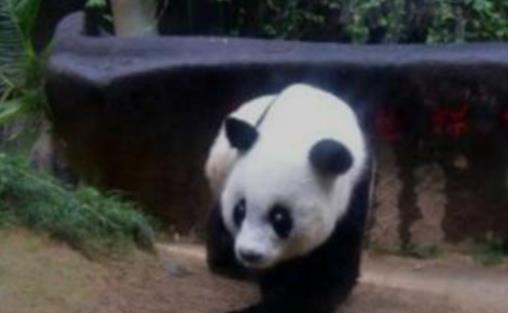 世界上最长寿的大熊猫 活了38岁相当于人类110岁