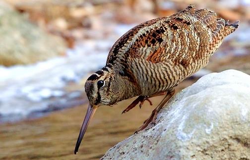 世界上飞得最慢的鸟 丘鹬飞行速度仅为8千米/小时