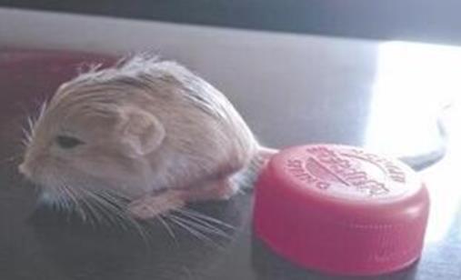 世界最小跳鼠 三趾心颅跳鼠只有瓶盖大小