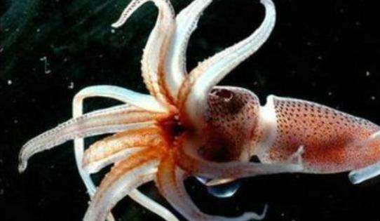 世界上最大的无脊椎动物 大王乌贼能与巨鲸搏斗