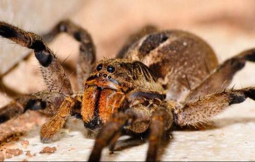 世界上最毒蜘蛛 巴西漫游蜘蛛获吉尼斯纪录认证