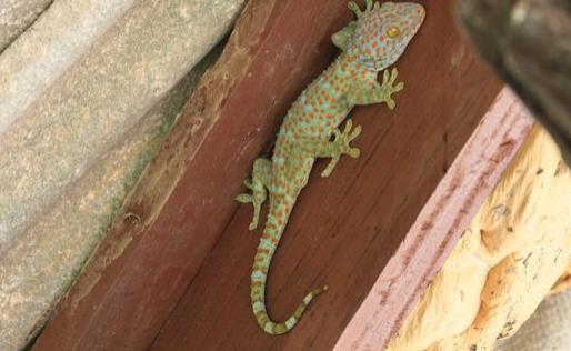 世界上最大的壁虎 大壁虎长达2.3米药用价值高