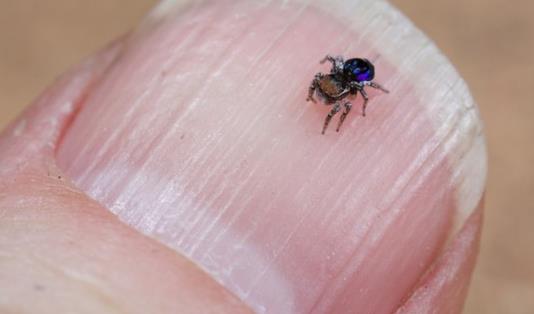 世界上最美的蜘蛛 孔雀蜘蛛色彩绚丽 能像孔雀一样开屏