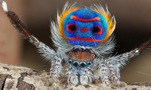 世界上最美的蜘蛛 孔雀蜘蛛色彩绚丽 能像孔雀一样开屏