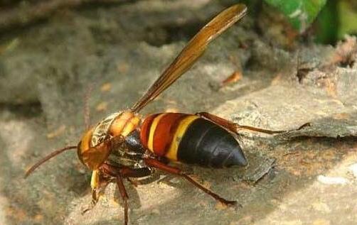 世界上最毒的蜂 虎头蜂不但毒性非常强个头还非常大