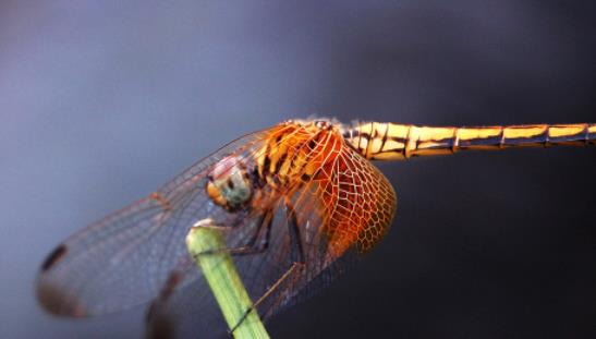 世界上飞的最快的昆虫 澳大利亚蜻蜓飞行时速达58千米