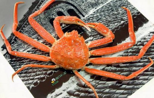 世界上最重的螃蟹 皇帝蟹体重可达36公斤 具有丰富营养