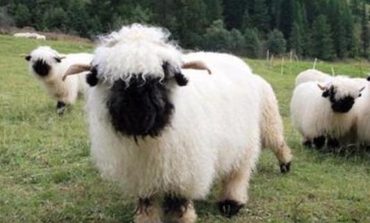 世界上最可爱的羊 黑鼻羊脸部漆黑不见五官 外形十分蠢萌