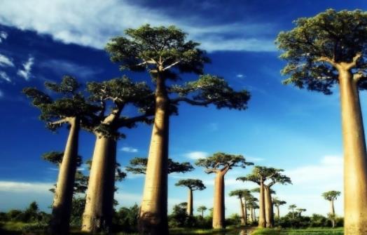 世界上寿命最长的树 猴面包树最老的已有5500岁