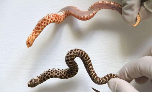 世界上最胆小的蛇 猪鼻蛇遇到危险就装死