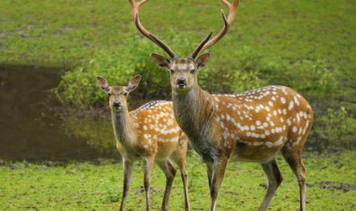 世界上最美的鹿 梅花鹿身上点缀着梅花状斑点 毛色会变化
