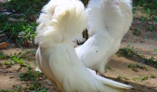 世界上最时髦的鸟 雅各宾鸽号称最时髦“贵妇”