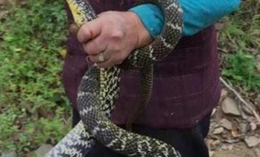 世界上最友好的蛇 四鳗青蛇会看家能保护主人安全