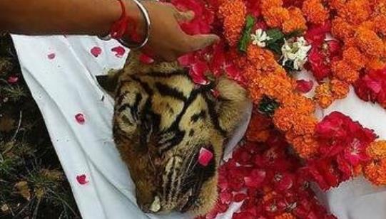 世界上最长寿的老虎 玛琪莉活了20岁 因与鳄鱼搏斗而出名